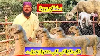 Mundri sheep available Now with Low price Pregnant Femal No.1 Qulity 03321400186 ☎📞