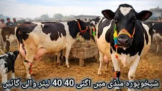 Sheikhupura mandi cow update | 40 litters best HF and cross breed cow for sale 