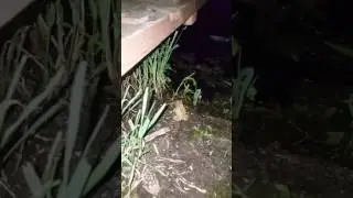 Amphibian love song.