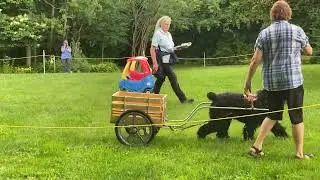 Expert Trick Dog  Title video with BRT Meera 2025