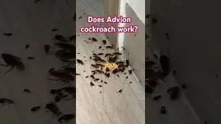 Does Advion cockroach work? Dale Prime Property Management Services
