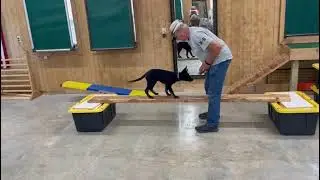 Executive Level Home Personal Protection Dog Development Starts Early! 