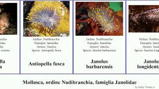 Mollusca, ordine Nudibranchia, famiglia Janolidae capensis cristata fusca Janolus Antiopella Catch