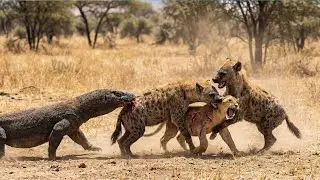 The hyenas attack the baby lion fiercely | how the Komodo dragon steps in and saves the baby lion
