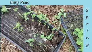 Easy Peasy - Quick and easy planting of spring peas
