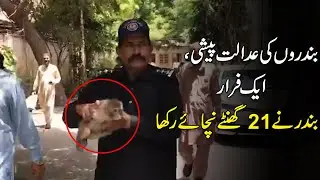 Monkey Escapes From Karachi City Court During Hearing