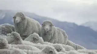 Why Wool? The Farmer Who Skis Explains | Mons Royale