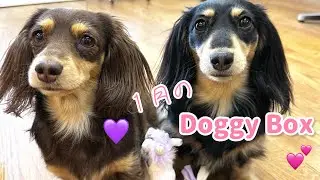 サラモカの大好きなDoggy Boxさん開封してみたよ🐶#ミニチュアダックスフンド 