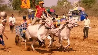 Hadalaga white bullocks pulling a cart