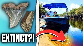 EXTINCT?! Fall Fossil Hunt on Florida&rsquo;s Peace River