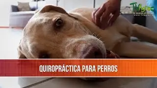 Beneficios de la Quiropractica para Perros - TvAgro por Juan Gonzalo Angel Restrepo