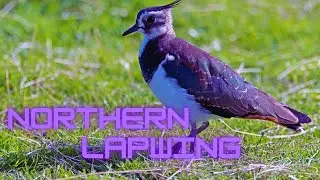 Northern Lapwing &ndash; Whistling Wings and Charming Calls of the Meadow