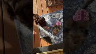 Saturday playing on the porch