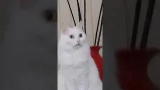 Heckn stare