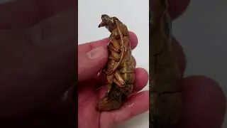 Prionine longhorn beetle pupa 🇭🇳 Honduras