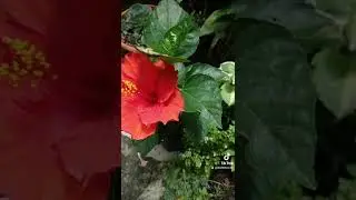 Tips b&aacute;sicos para que los claveles siempre den flores