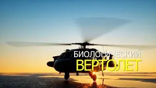 БИОЛОГИЧЕСКИЙ Вертолет. Форма вертолетного крыла от природы.