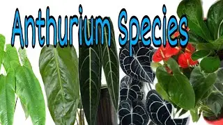 49 Anthurium Species #Anthurium Plants|Grace Alconera