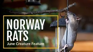 June Creature Feature Norway Rat