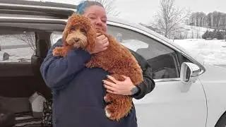 Does your pet (cat/dog) need a ride? (Pets Moving, Private Pet Transport Service) - Royal Paws