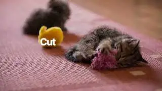 DIY Cat Toy Fun