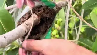Best way air-layer Jam/ Jamun tree with prep