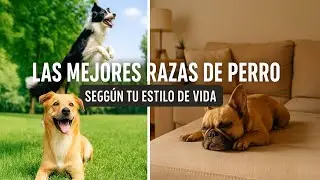 Las Mejores Razas de Perro Seg&uacute;n Tu Estilo de Vida 🐶 | Gu&iacute;a Completa