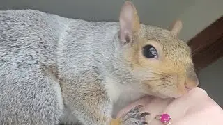 Bright Eyed and Bushy Tail Patty Cake Girl