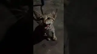 #cat#cats#gato#gata#gatos#catguy#catart#chefcat#catcare#catnoir#catstory#cutecats#bestcat#trending