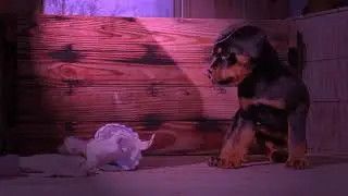 Guardian Rottweilers- Rose