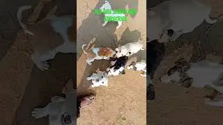 Cat Dogesh #comedy #cat #cute #viral #viralvideo #funny #dog #song #shortvideo #shorts #short #love