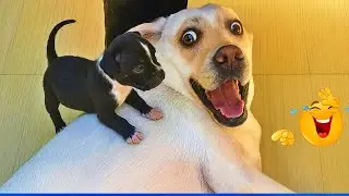 Funniest Cats & Dogs of 2026 🐾😸 | Try Not To Laugh Challenge! 🍟 #funnycatsdogs