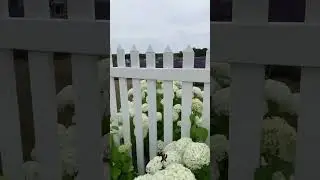 Lavender farm door county Wisconsin￼