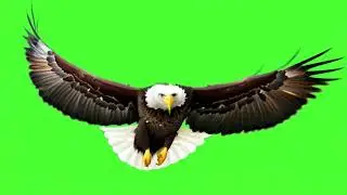 4K American Bald Eagle Wings Spread Soaring Flying Green Screen Chroma Key Free Stock Footage FX
