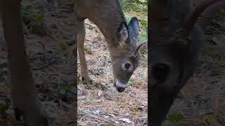 Buck #wildlife #ontario #crownland #trailcam #nature #buckdeer