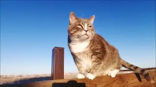 Relaxing Cat Video | Cats being content and happy | Calming music