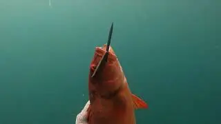 Port Hedland day out Spearfishing