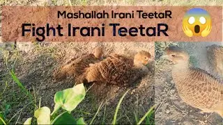 Grey Teetar ki Awaz | Teetar ko Bulaany Wali Awaz | Female Teetar Voice | Gora Teetar sound awaz