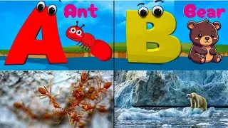 ABC phonics for Animals video song | for kids learning cartoon  Nursery rhymes | ABC Alphabet song