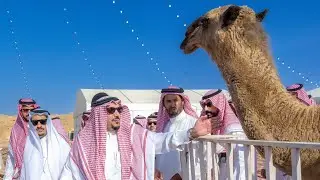 سمو أمير منطقة القصيم يزور مزاد عنيزة للإبل ويوجه بإقامته بشكل سنوي