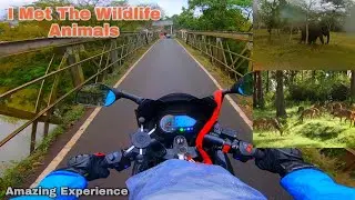 Ooty To Bangalore | Mudumalai Tiger Reserve Forest Wildlife Animals | Ride in Pulsar 220f|#DOMELIGHT