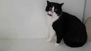 Stress signals cat