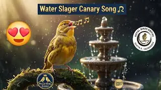 Listen to the Pure Melody! 🎶 Water Slager Canary 2025 Breed Singing Update! #RoyalBirdsEmpire 
