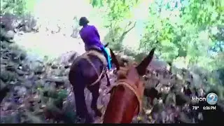 Molokai Mule ride owners face legal challenges and possible eviction