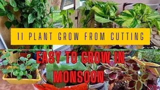 11 type of plant jisko cutting se free me lga skte h #11plant grow from cutting in free#youtubeshort