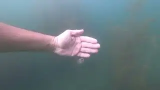Faune aquatique du lac de Gr&eacute;sy sur is&egrave;re