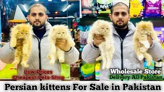 Persian kittens Price in Pakistan - Triple coat - Punch Face Kittens - Pet Market- Cat&Kittens shop.