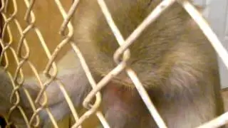 Baboon grooming a human