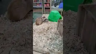 HOLDING ANIMALS - check them out their so precious 🙂