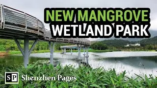 The Shenzhen Dongchong Mangrove Wetland Park is Amazing! 🇨🇳